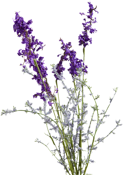 Lavenderand Frosty White Flowers PNG