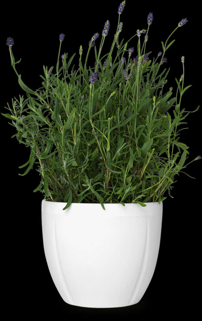 Lavenderin White Poton Black Background.jpg PNG