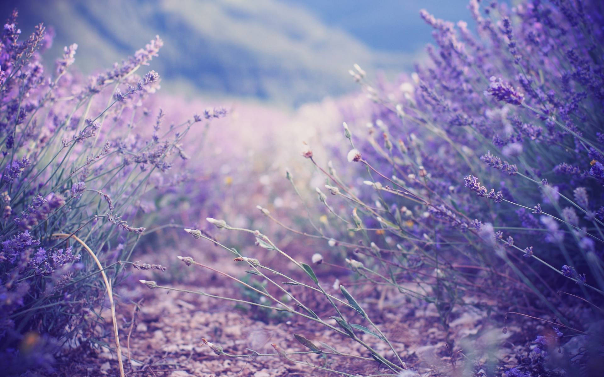 Wander Along the Lavender Fields Wallpaper