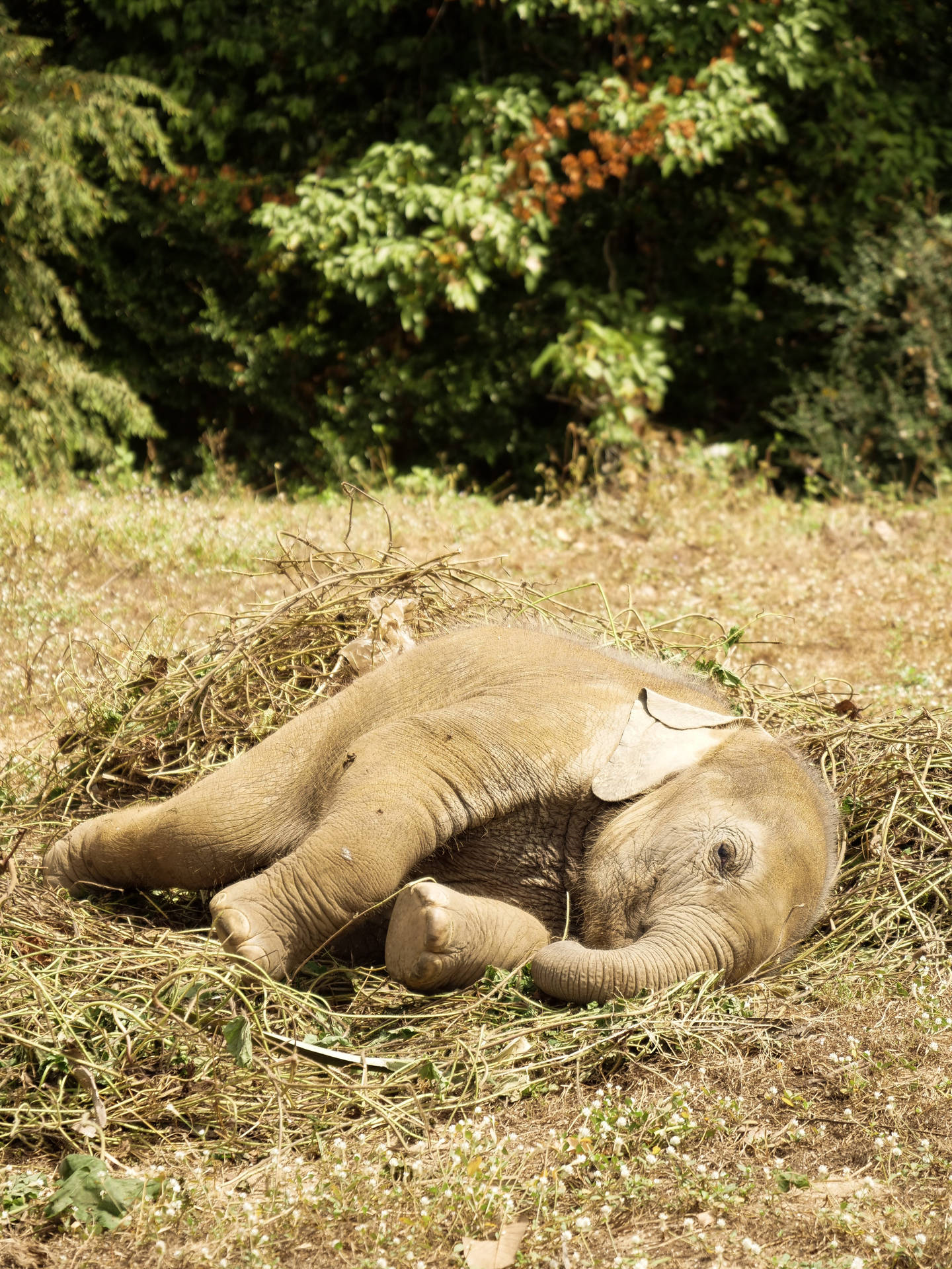 Laying Baby Elephant Iphone Wallpaper