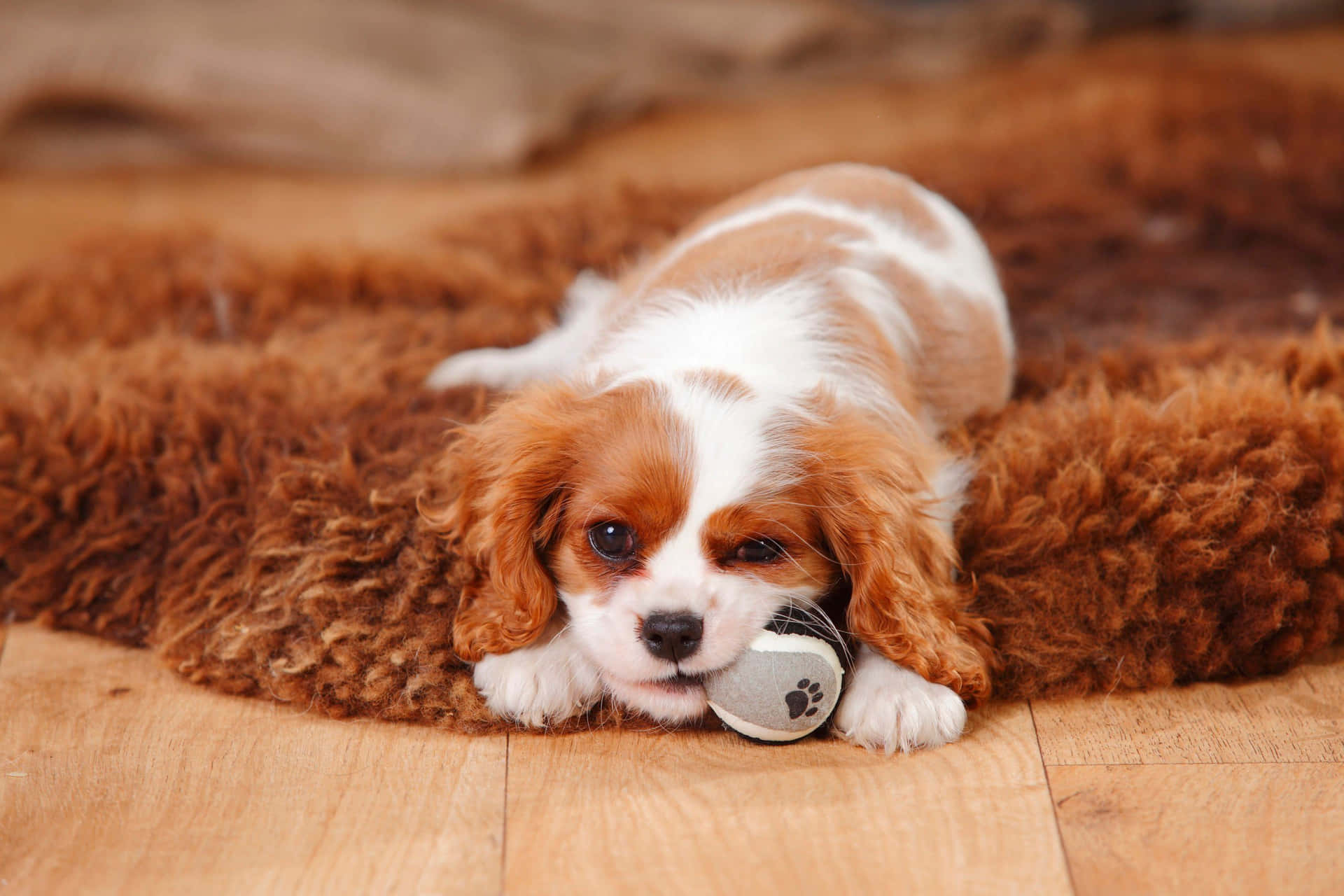 Lazy Dog Lounging Beneath A Serene Sky Wallpaper