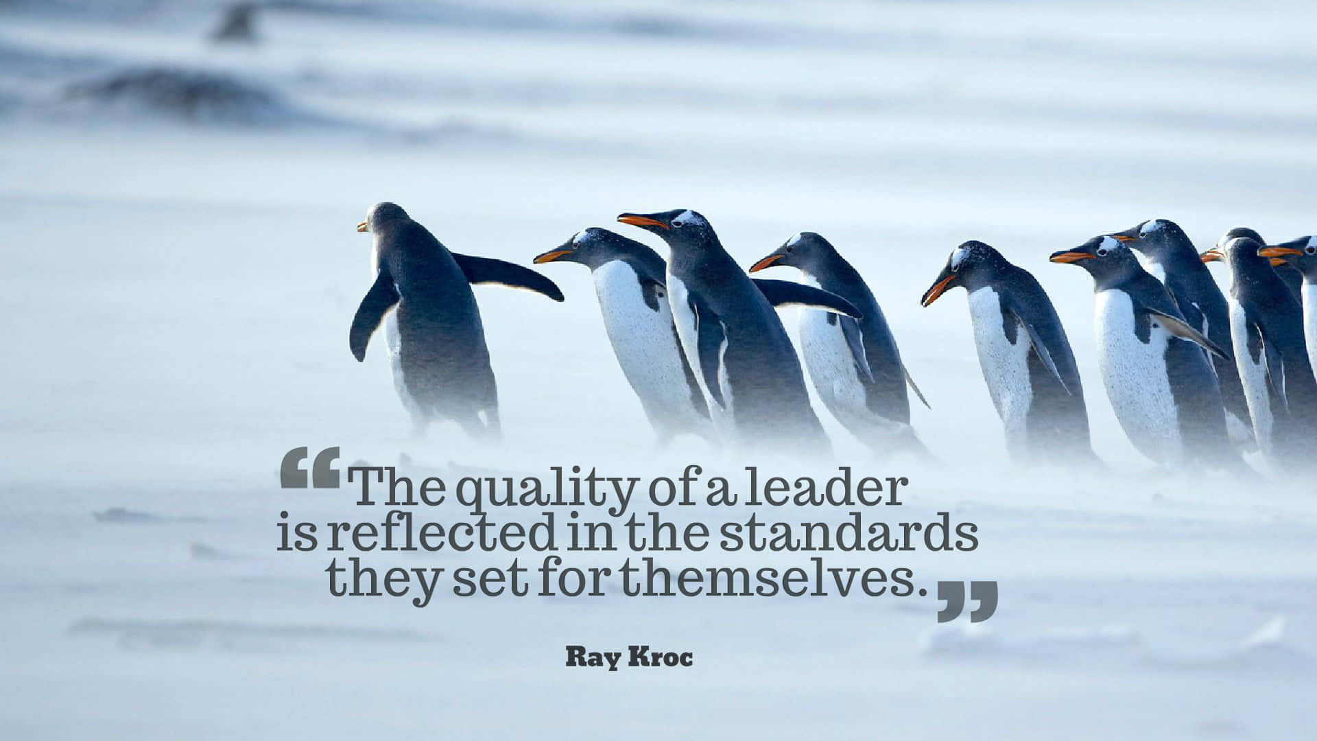 Leadership Standards Quote Penguins Wallpaper