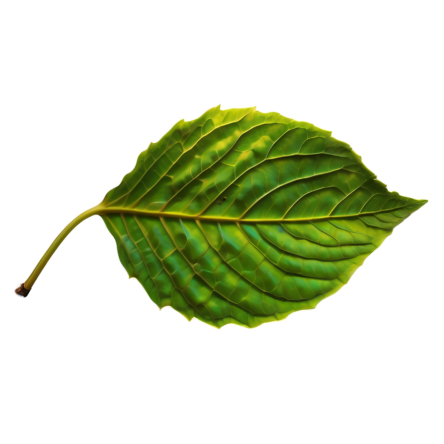 Leaf A PNG