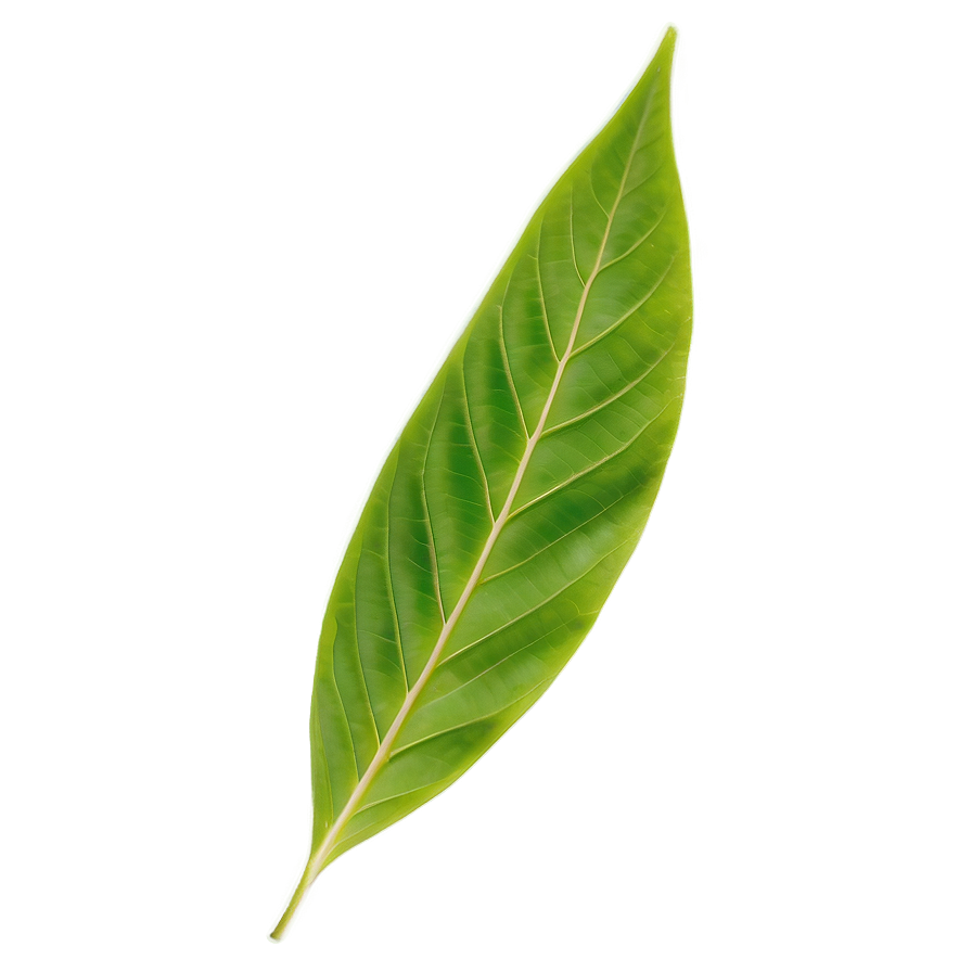 Leaf B PNG
