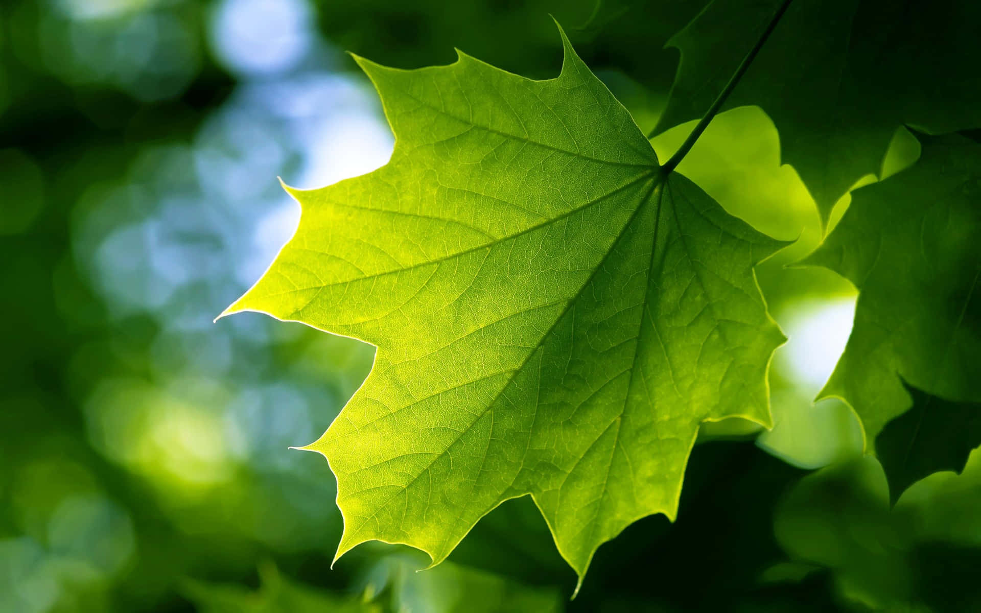 Naturenskonst: Att Beundra Skönheten Hos Ett Löv