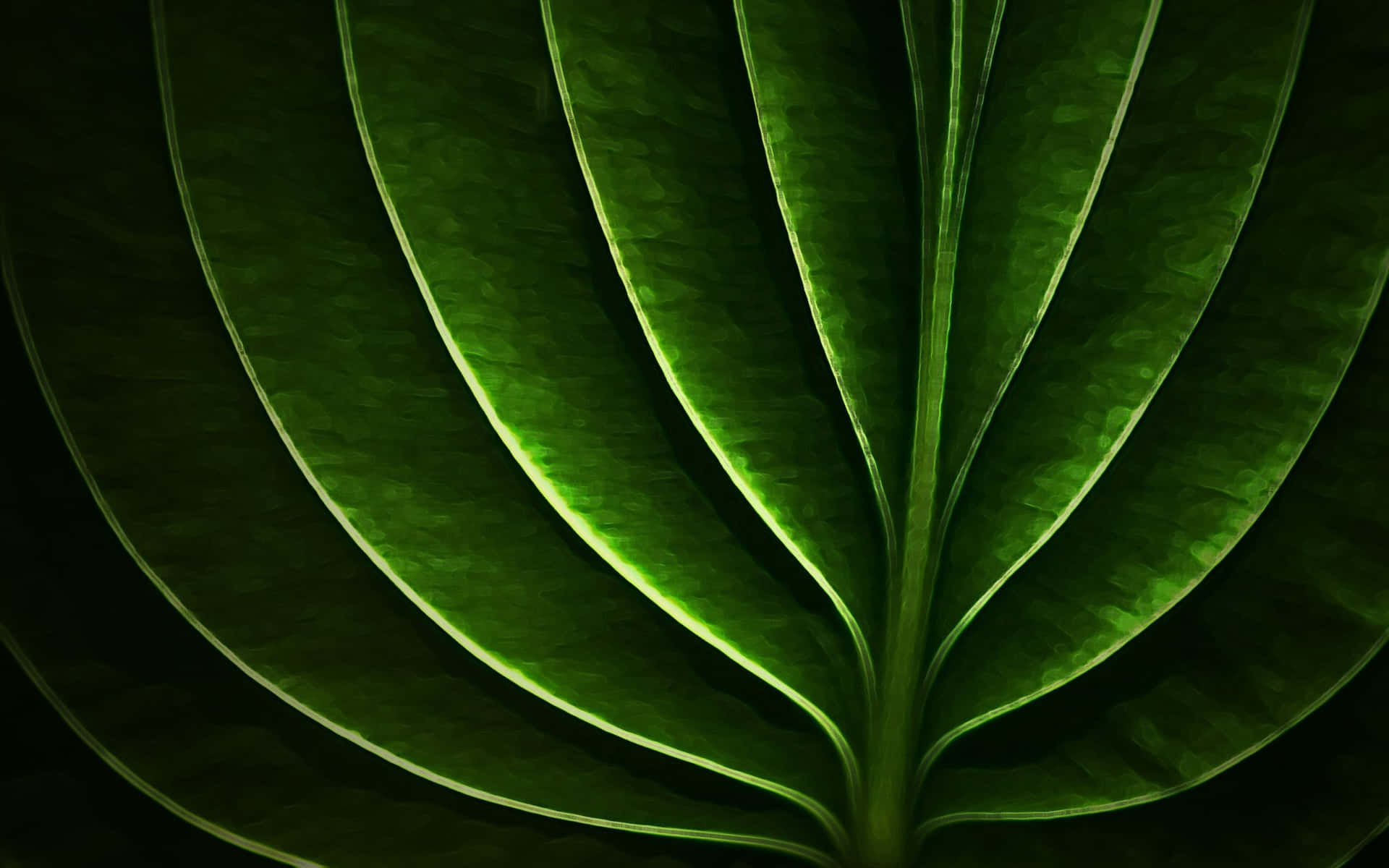 Nature at its finest - get closer to the beauty of this leaf