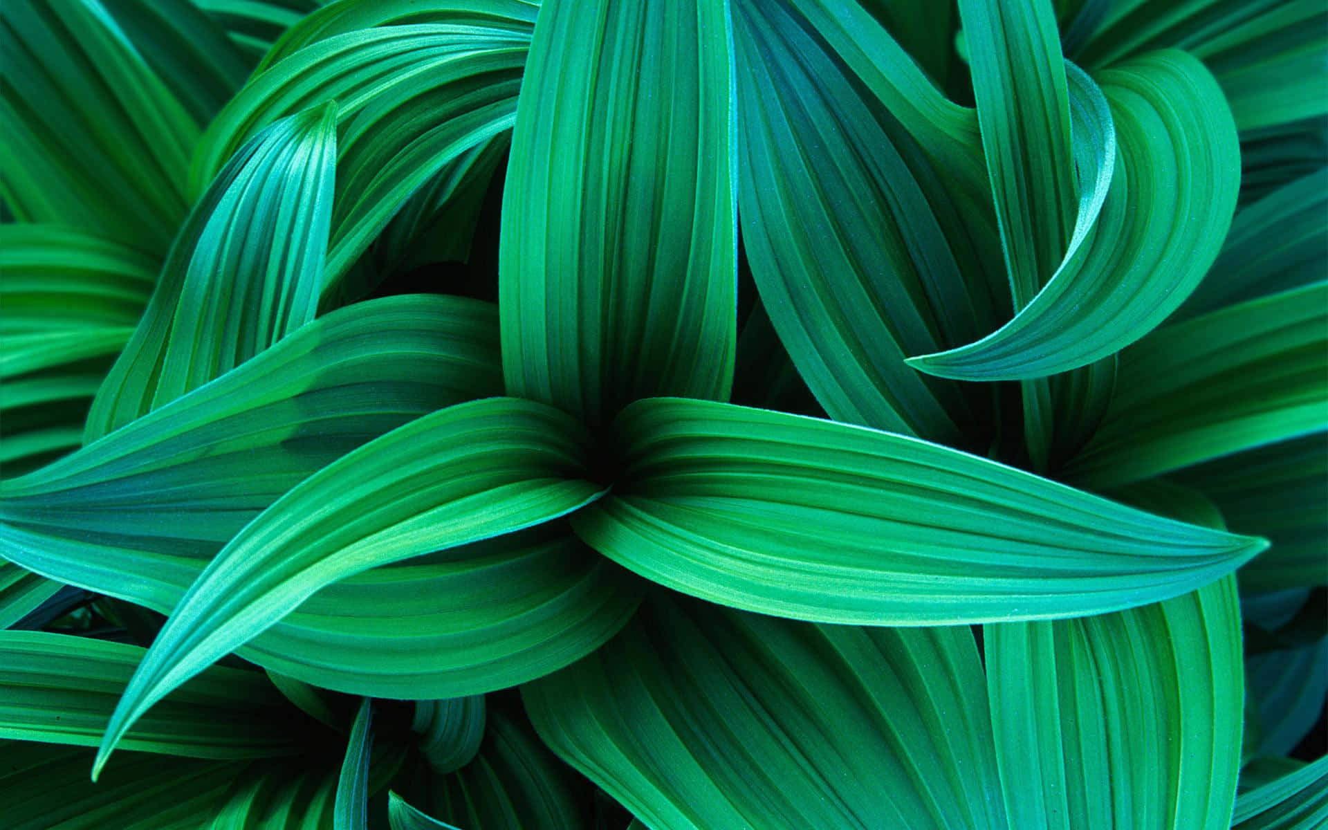 Grønneblade På En Grøn Baggrund.
