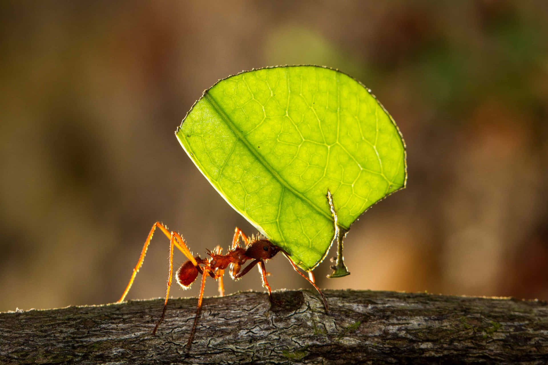 Leaf Carrying Antin Action Wallpaper