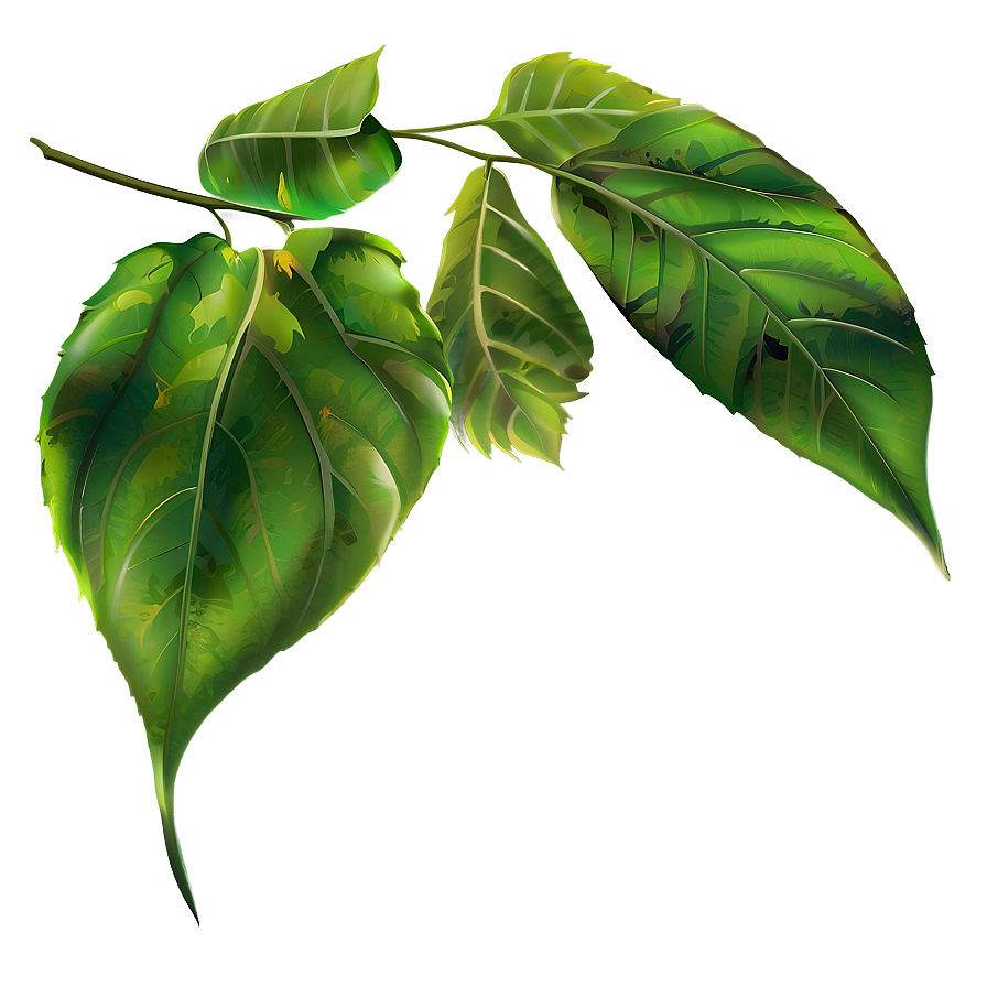 Leaf Clipart Png Elm PNG