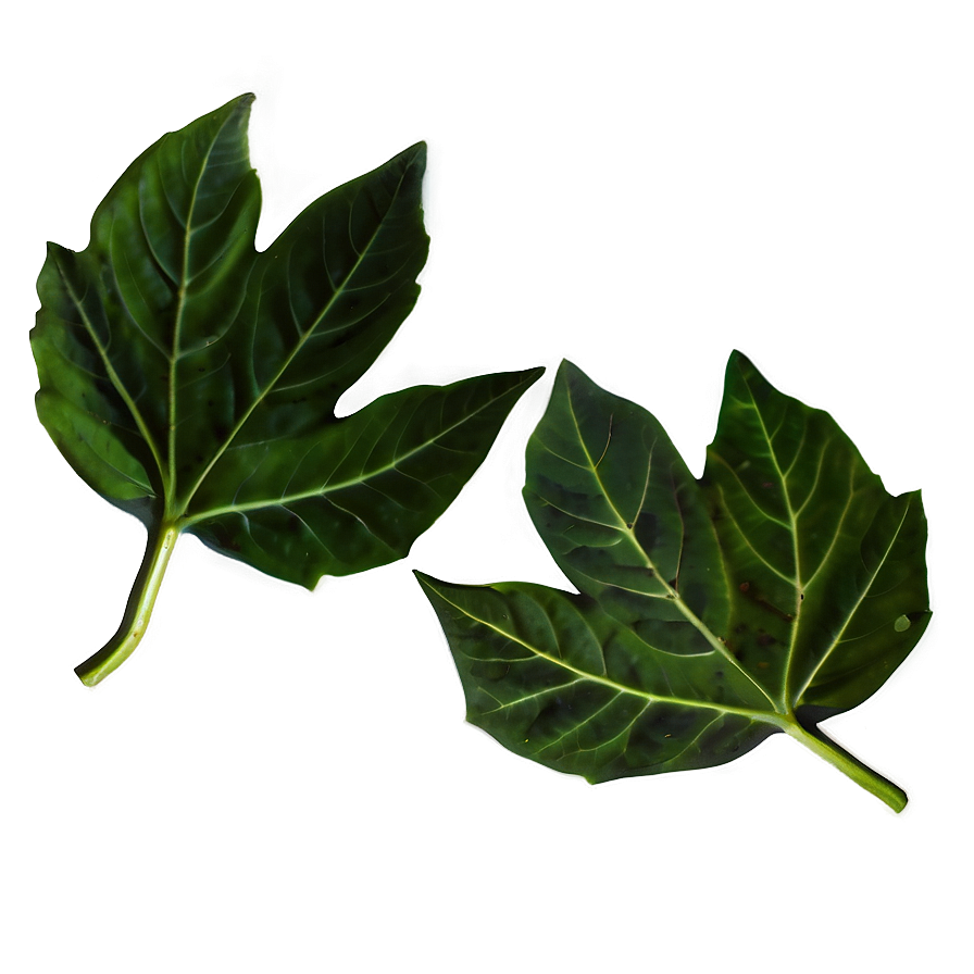Leaf D PNG