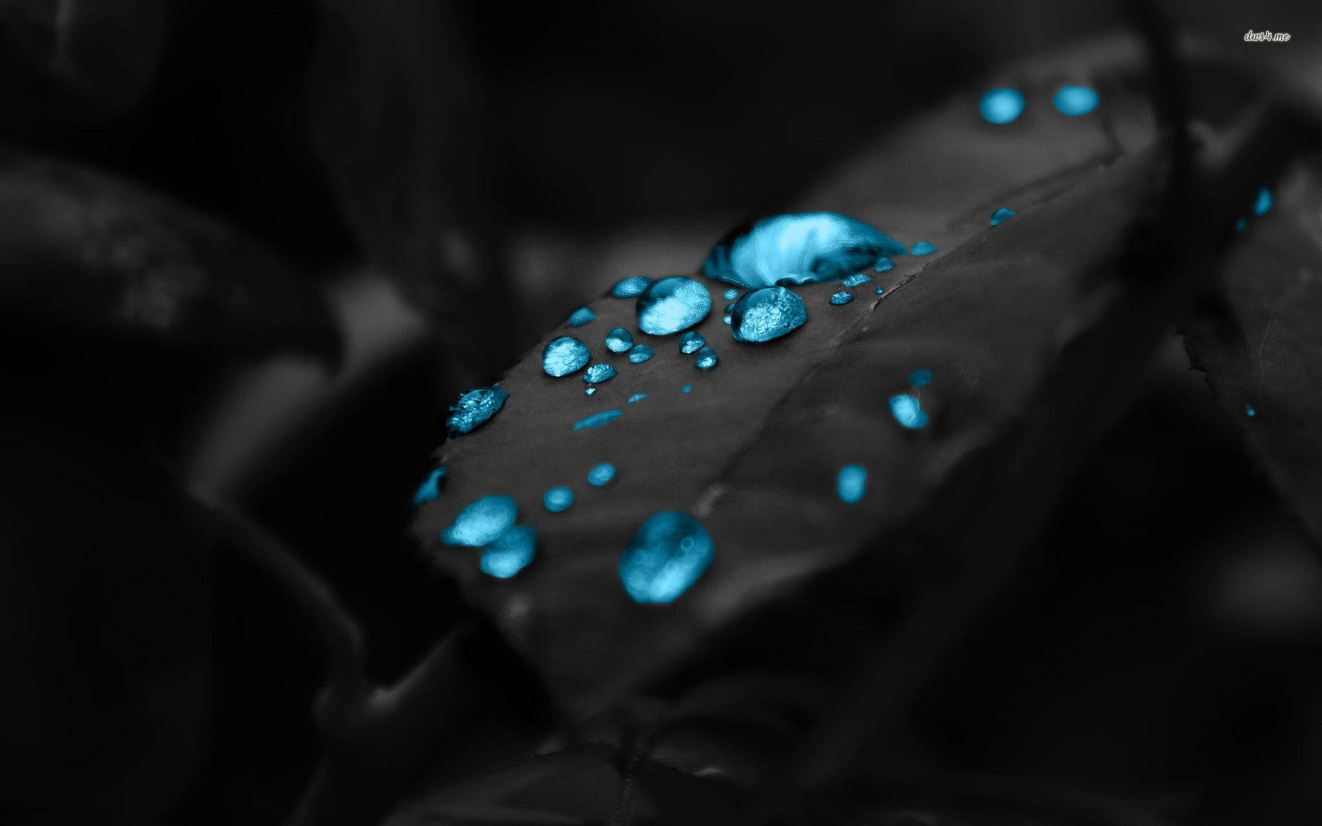 A dark blue leaf shrouded in droplets of water Wallpaper