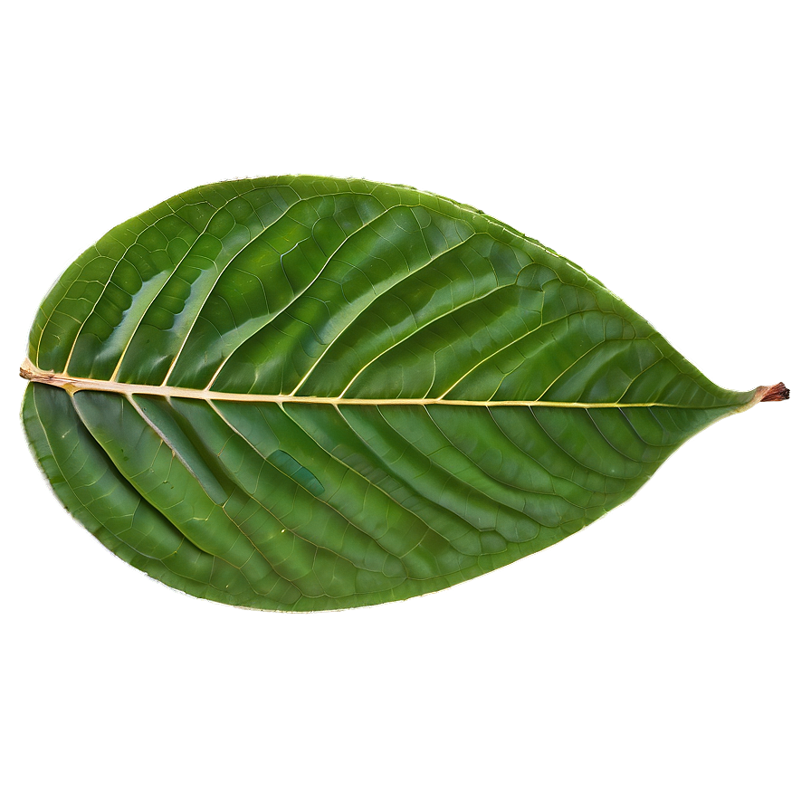 Leaf Detail Png 84 PNG