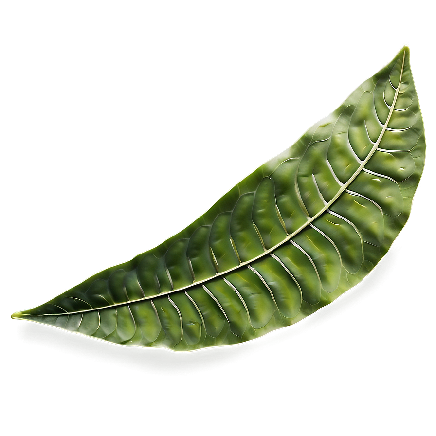 Leaf Detail Png Tgo PNG