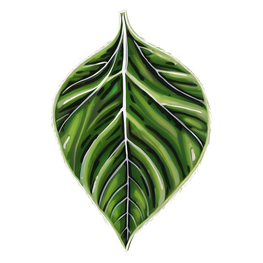 Leaf Drawing Png 05032024 PNG