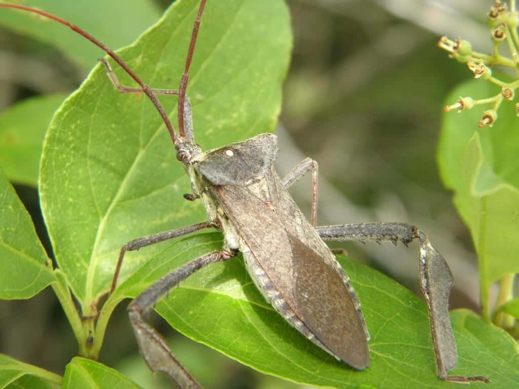 Leaf Footed Bug On Green Leaf Wallpaper