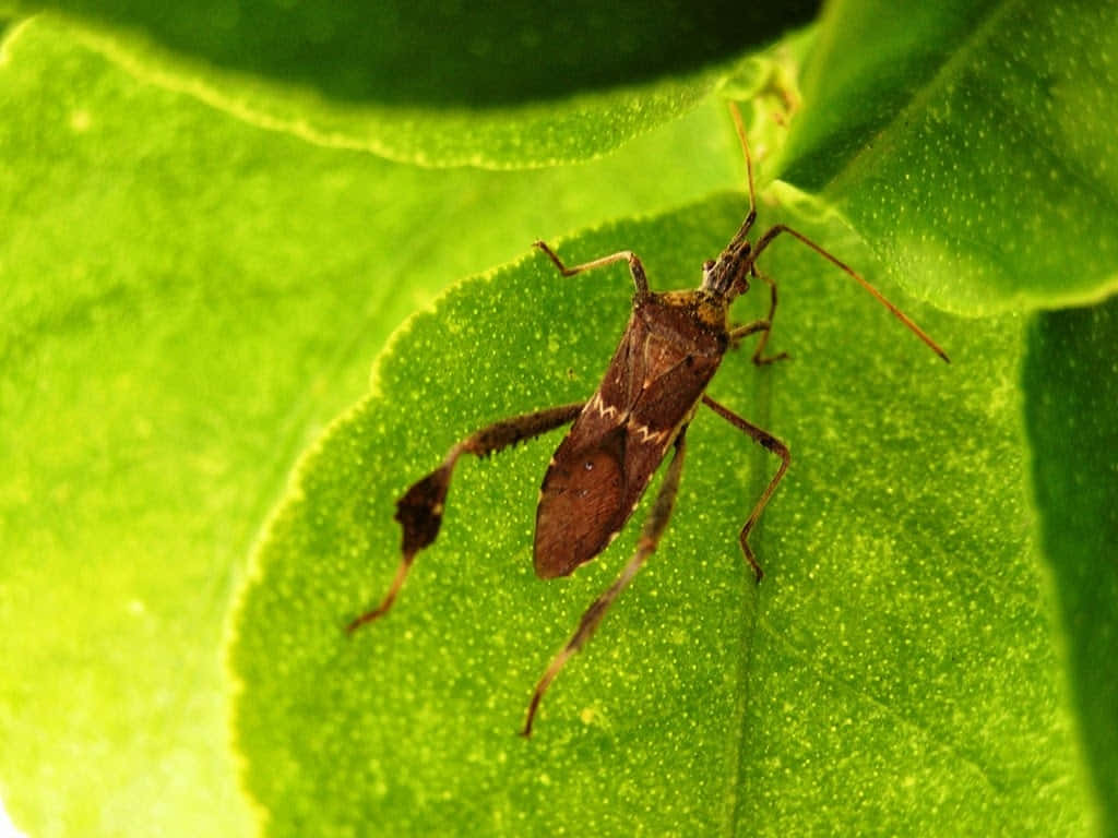 Leaf Footed Bug On Green Leaf Wallpaper