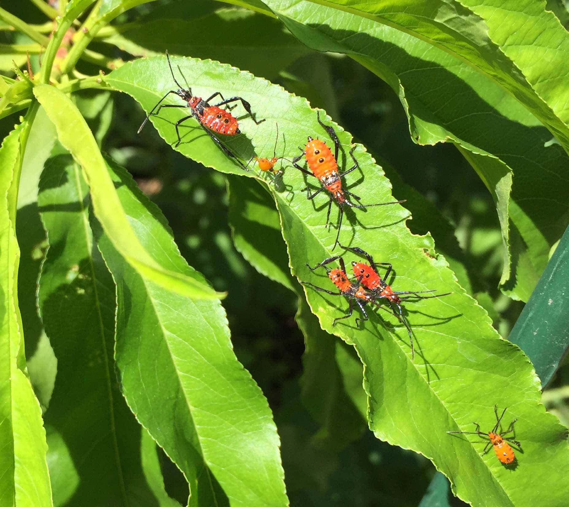 Leaf Footed_ Bugs_ On_ Green_ Leaf Wallpaper