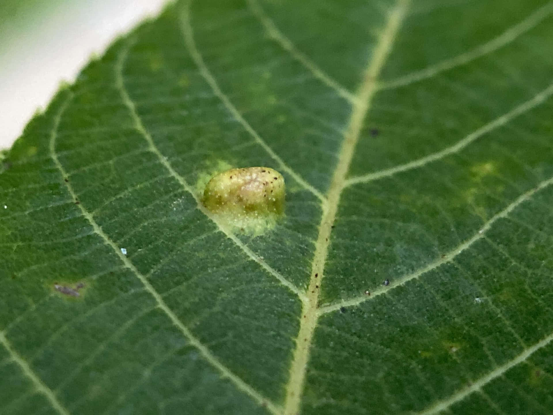 Leaf Gall Mite Infestation Wallpaper