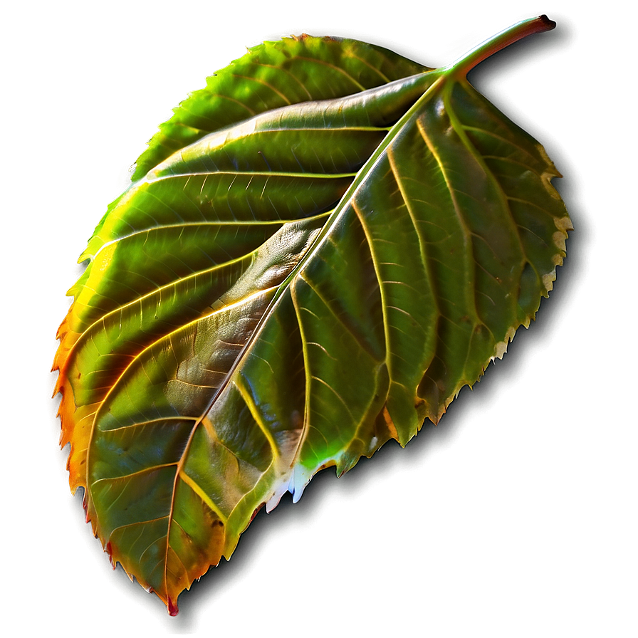 Leaf Icon Png 75 PNG