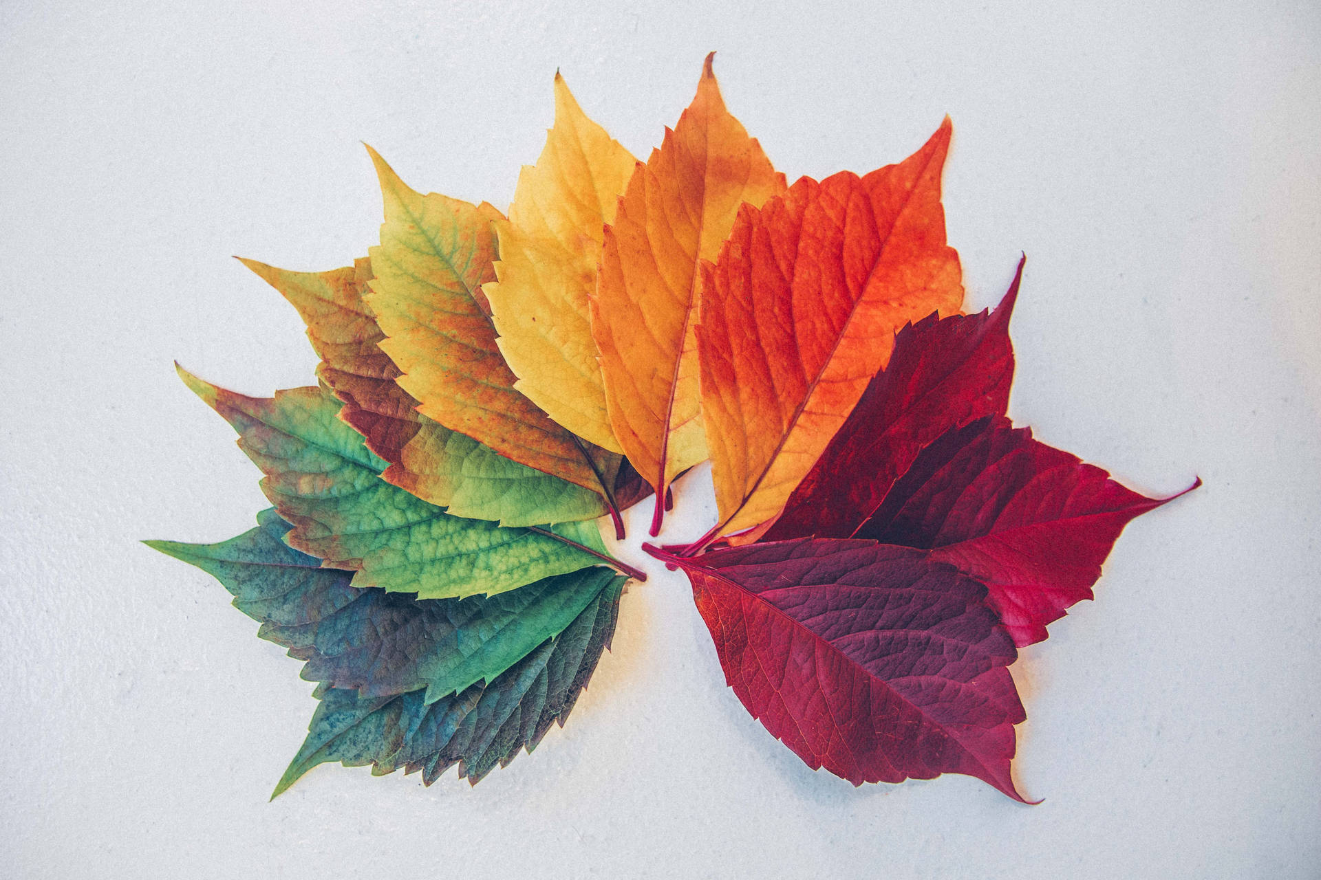 The Beauty of Nature – An Ombre-Colored Leaf Wallpaper