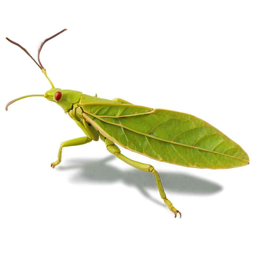 Leaf Insect Perfect Mimicry Png Dbe PNG