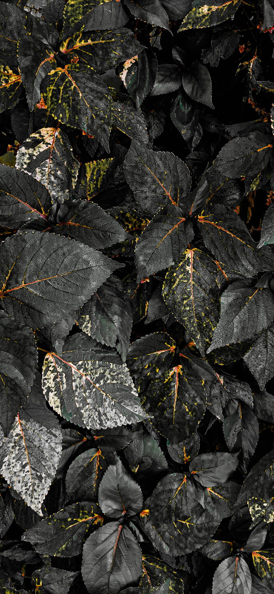 Leaf Macro Photography Iphone X Nature