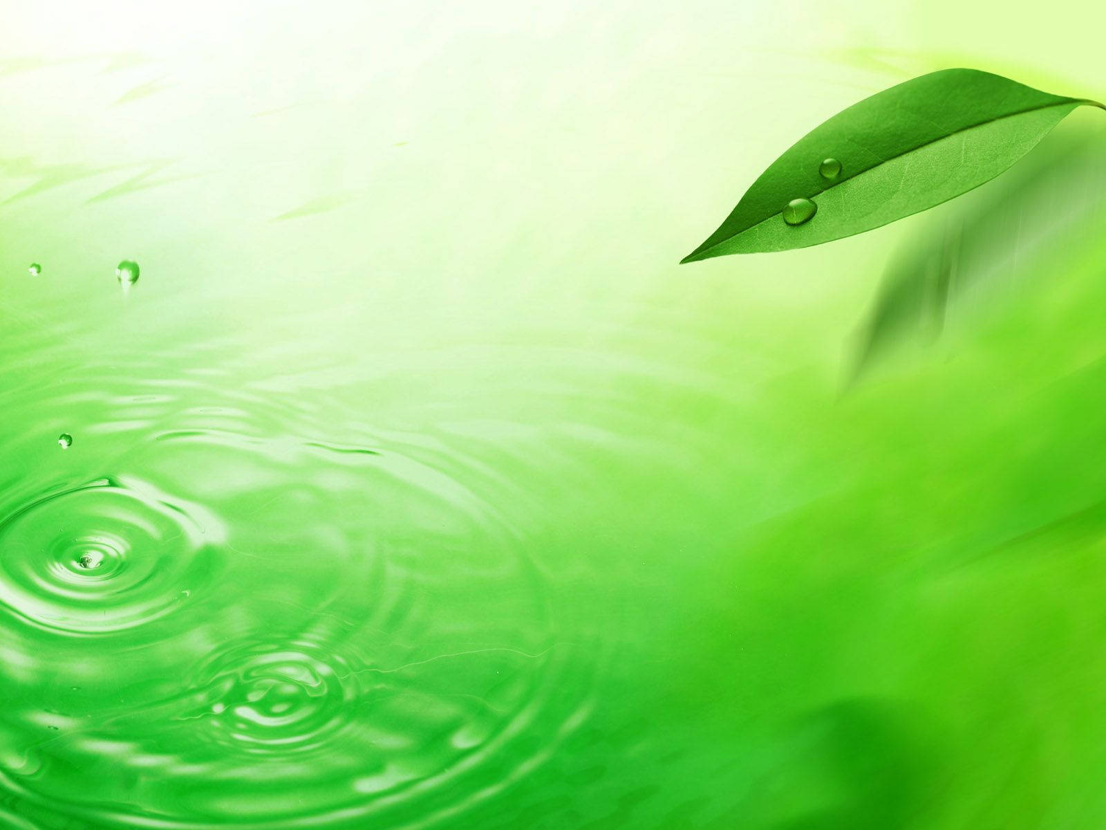 Contemplala Belleza De Una Hoja Flotando En Las Vibrantes Aguas Verdes. Fondo de pantalla