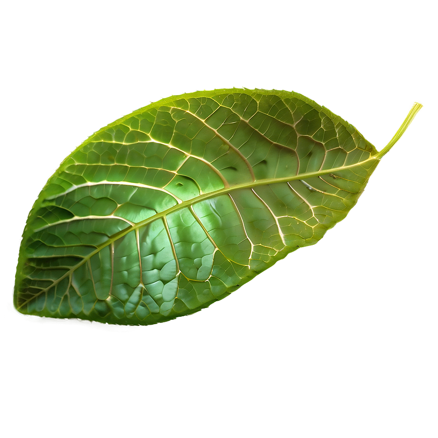 Leaf Overlay Png Qml PNG