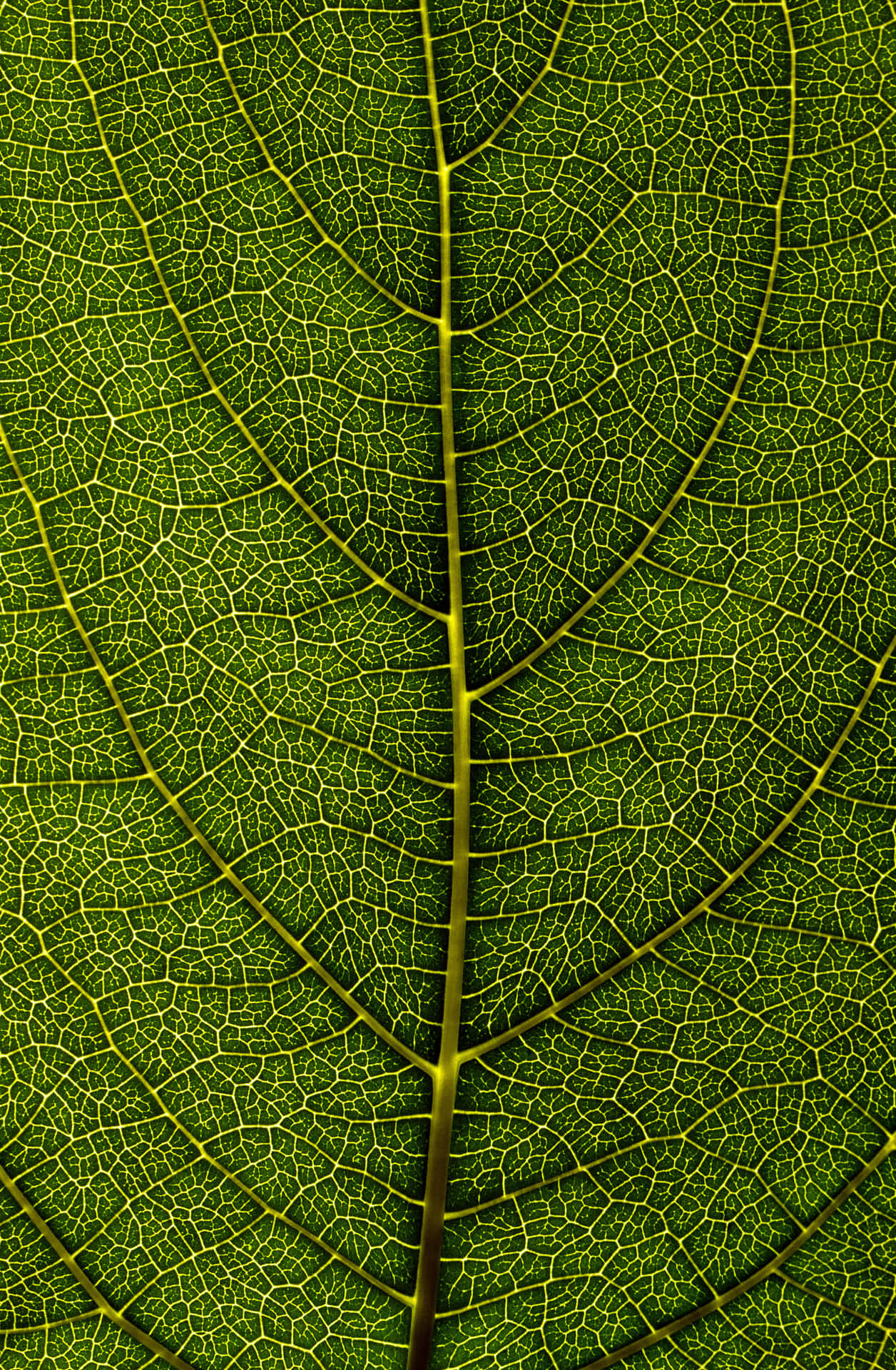 A close up view of a vibrant green leaf in the middle of summer.