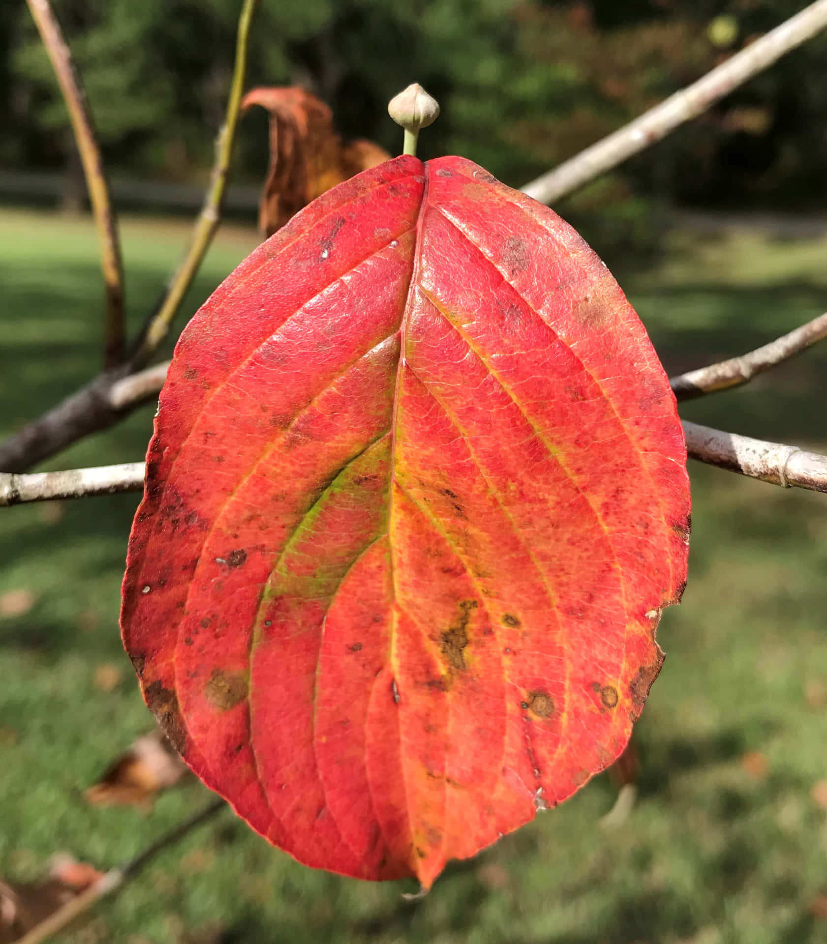 A Brilliantly-Colored Red Maple Leaf