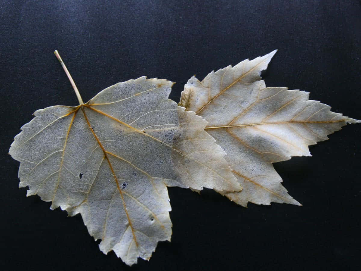Nature's Symmetry: An Edible Leaf Shines in the Sun