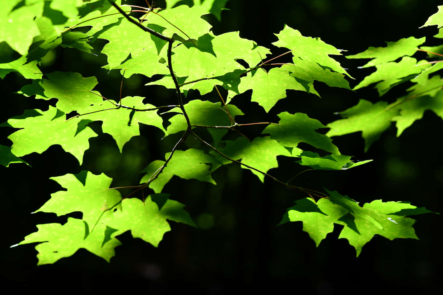 Green Leaves Illuminated By Sunlight