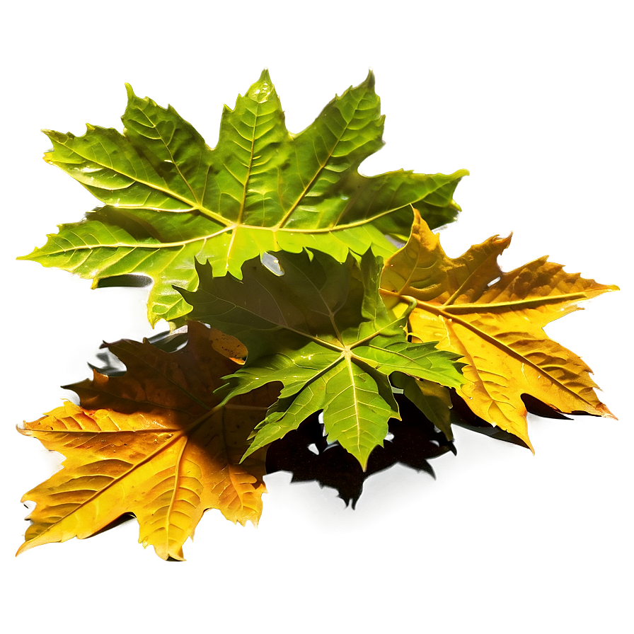 Leaf Pile In Sunlight Png 55 PNG