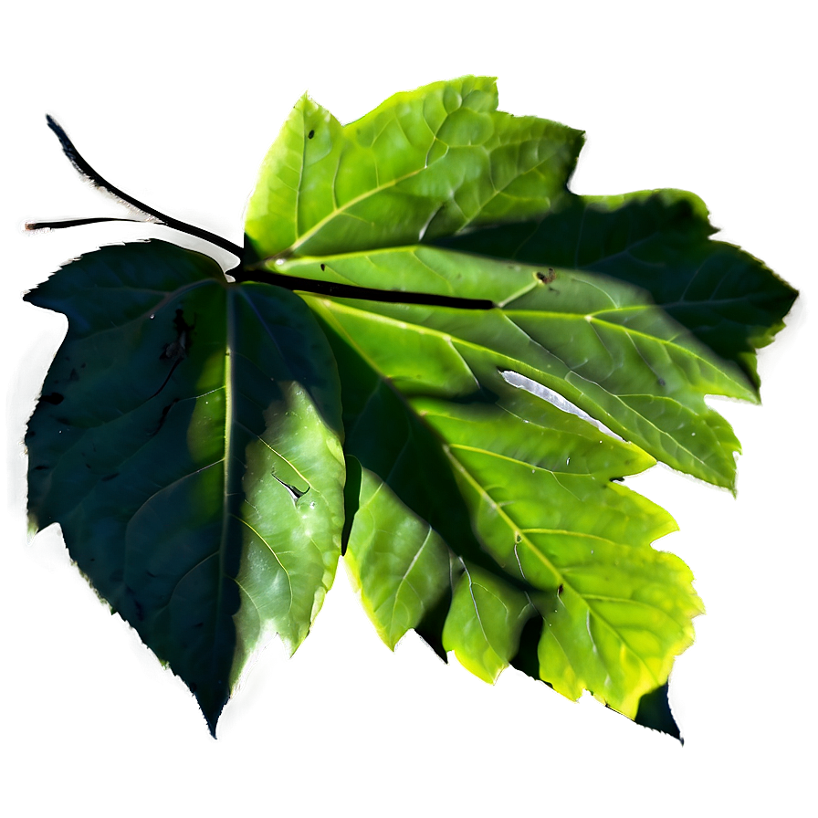 Leaf Shadow Png Dsi PNG