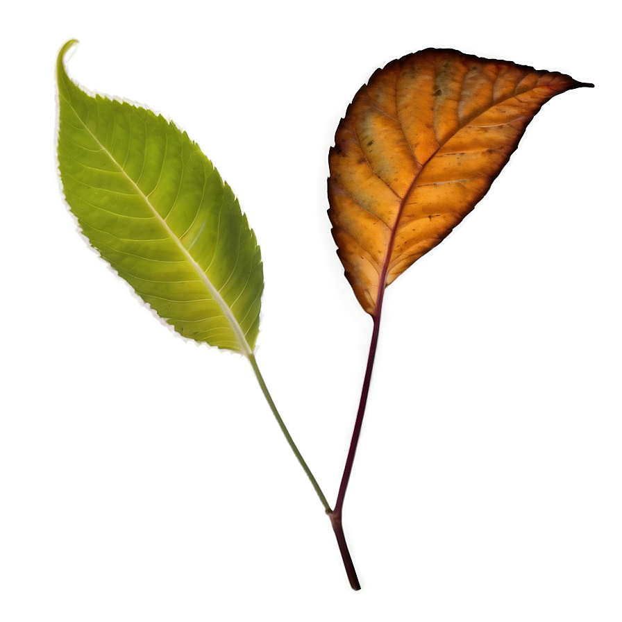 Leaf Shadow Png Pwc65 PNG