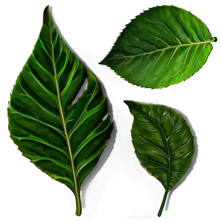 Leaf Shape Png Oat42 PNG