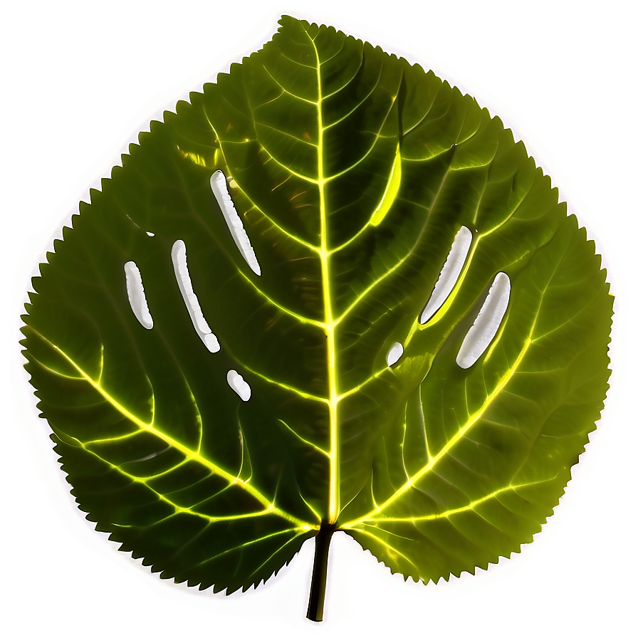 Leaf Silhouette Png 63 PNG