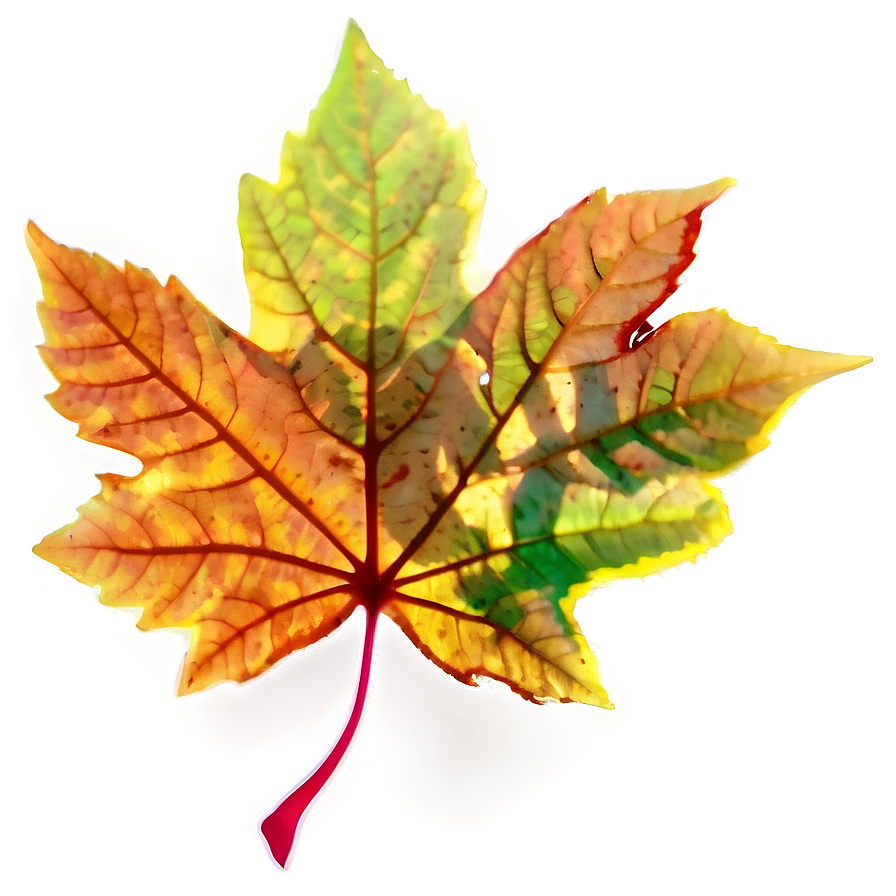 Leaf Silhouette Png Wrs20 PNG