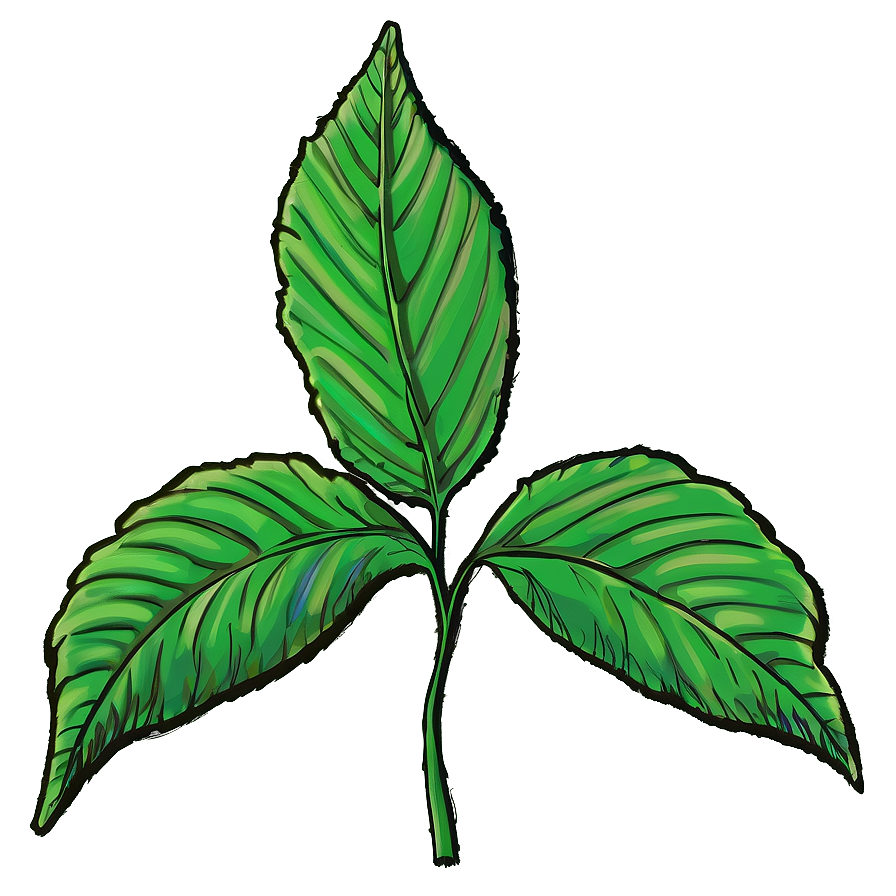 Leaf Sketch Png Dmc PNG