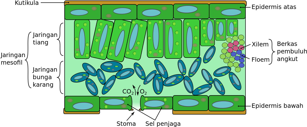 Leaf Structure Diagram PNG