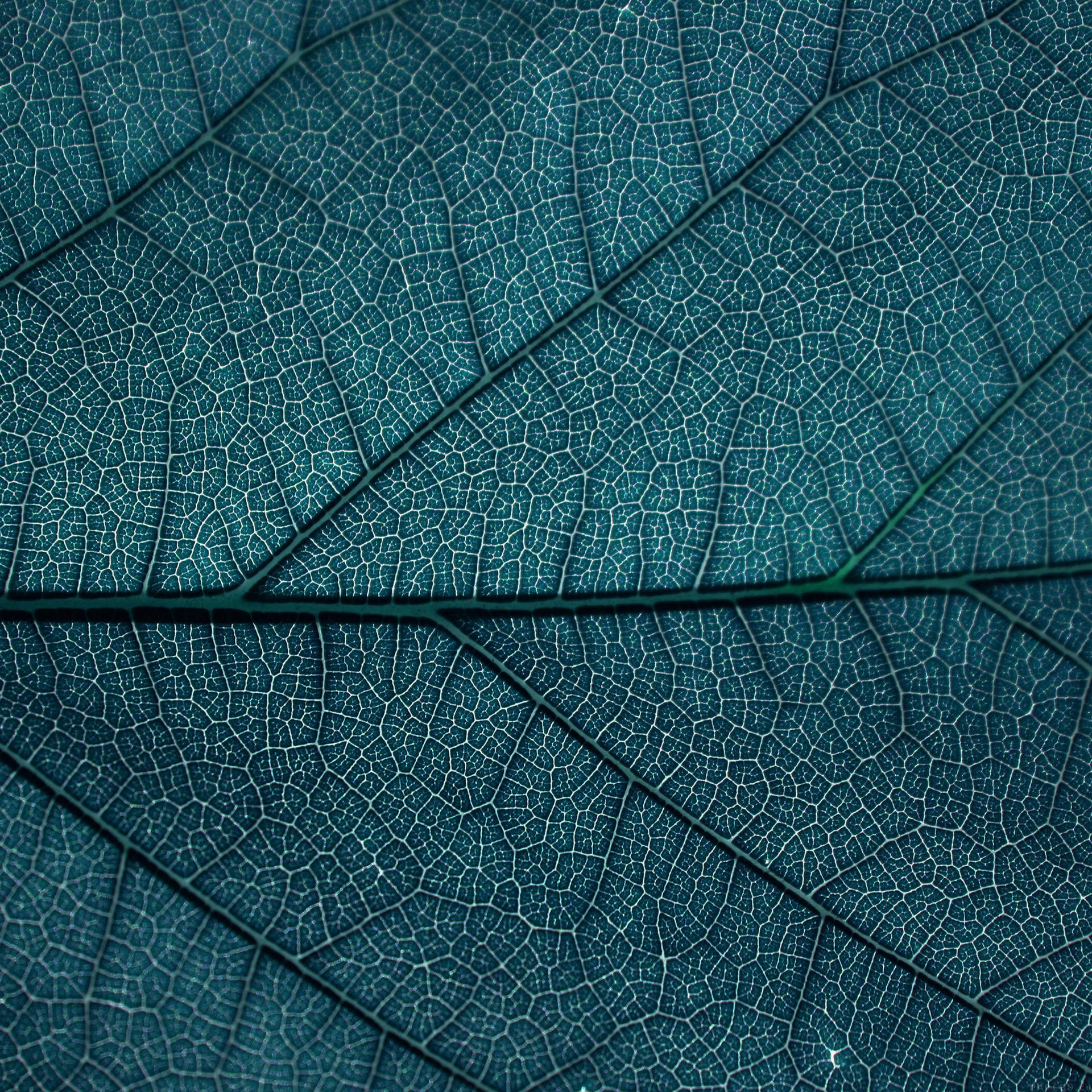 Leaf Texture Aesthetic Pattern Wallpaper