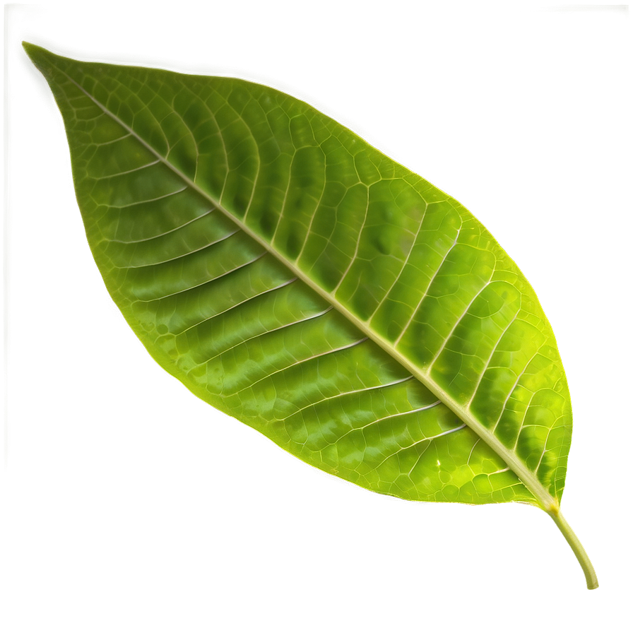 Leaf Texture Png Jmm59 PNG