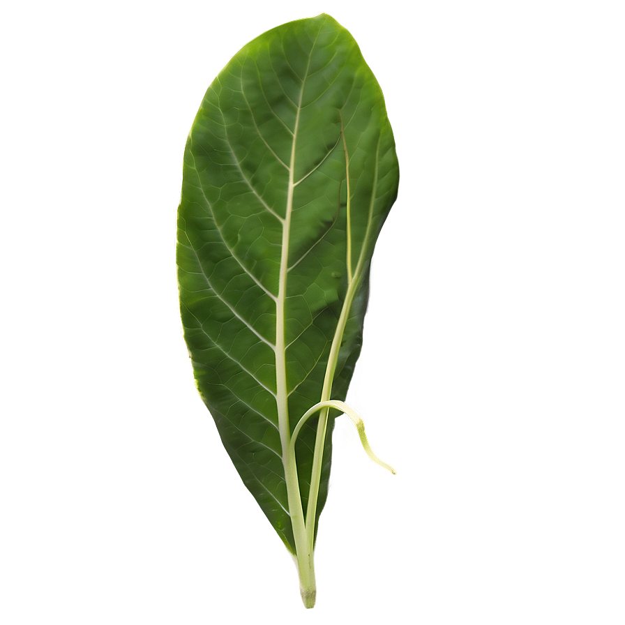 Leaf Texture Png Ugg28 PNG