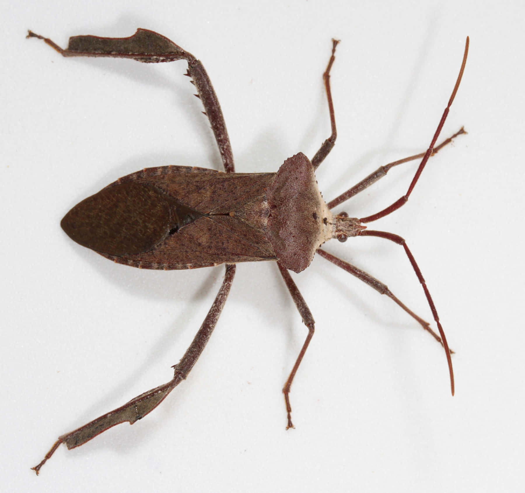 Leaffooted_ Bug_ Closeup Wallpaper