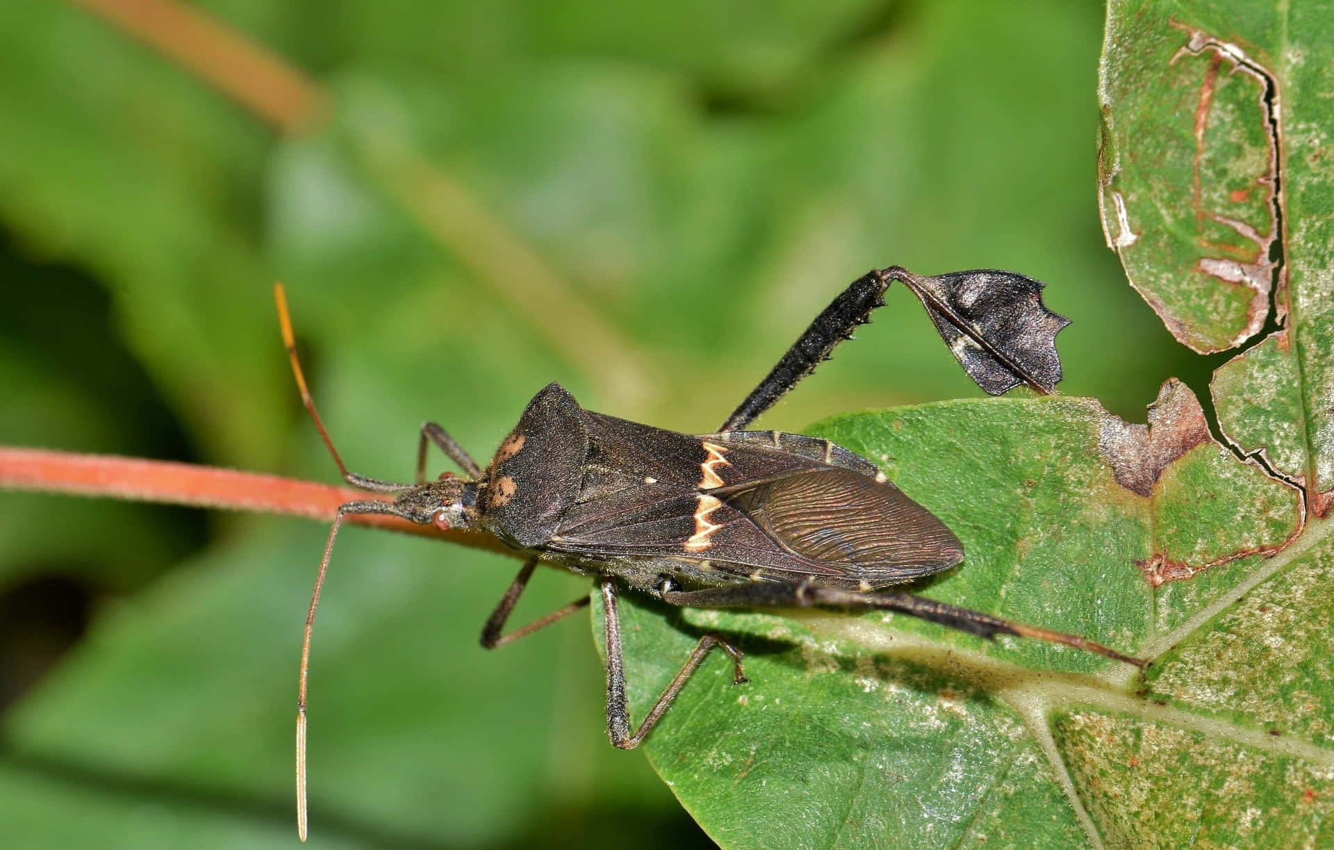 Leaffooted_ Bug_ On_ Green_ Leaf.jpg Wallpaper