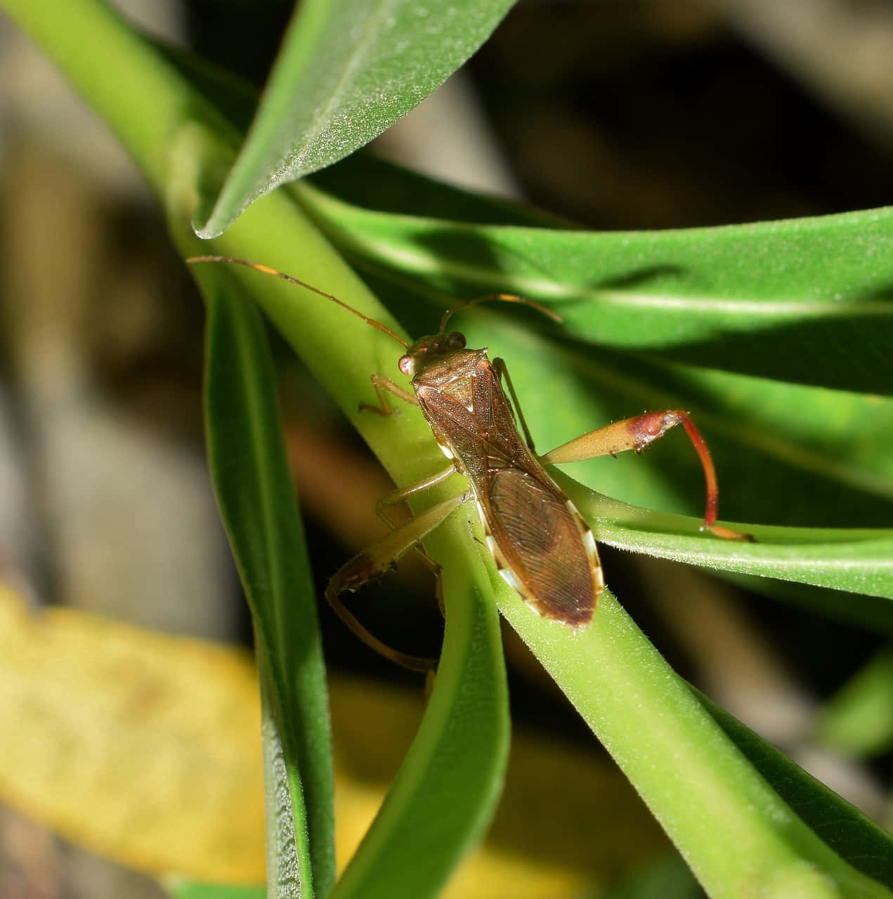 Leaffooted_ Bug_ On_ Green_ Plant.jpg Wallpaper