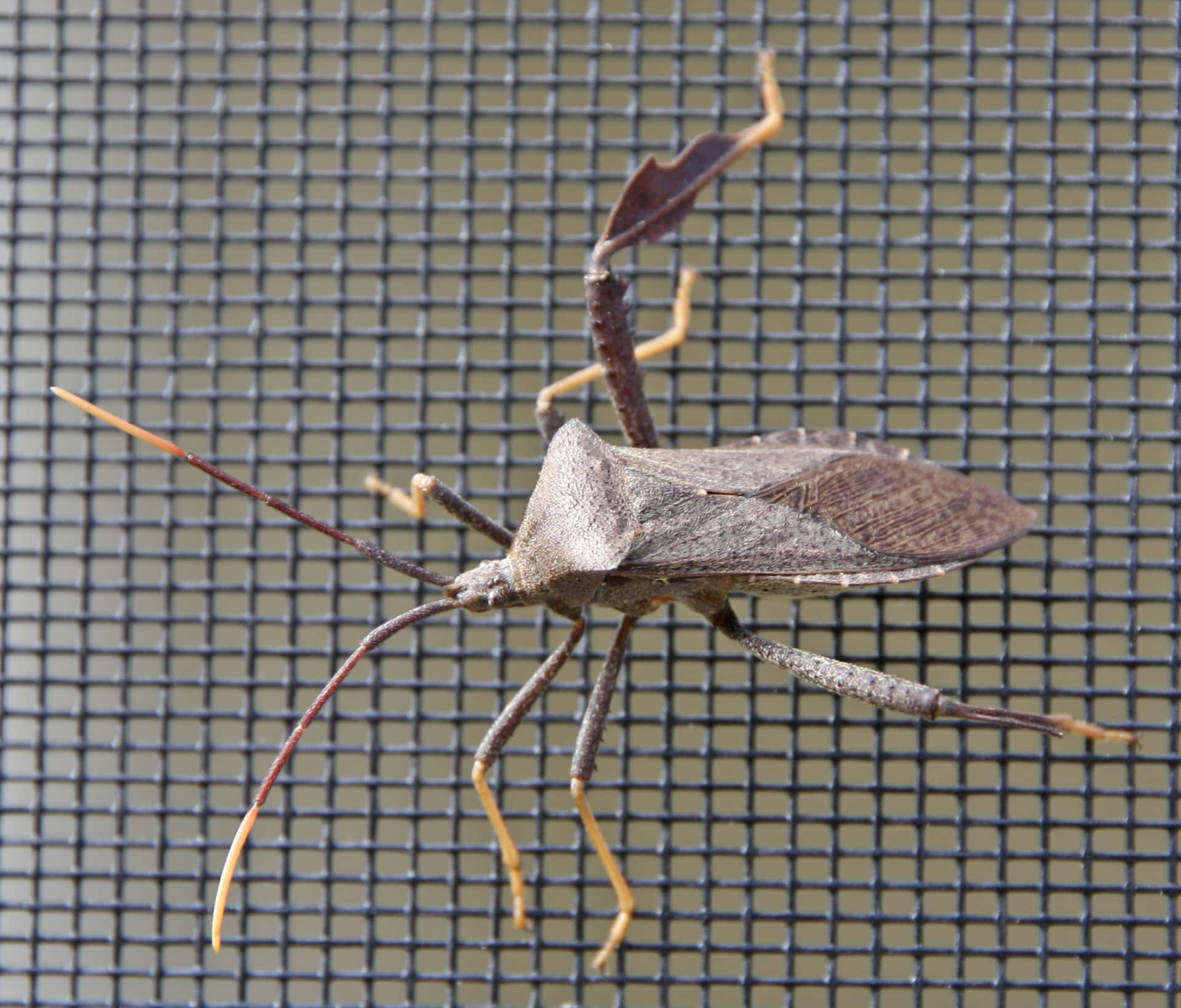 Leaffooted_ Bug_ On_ Screen Wallpaper