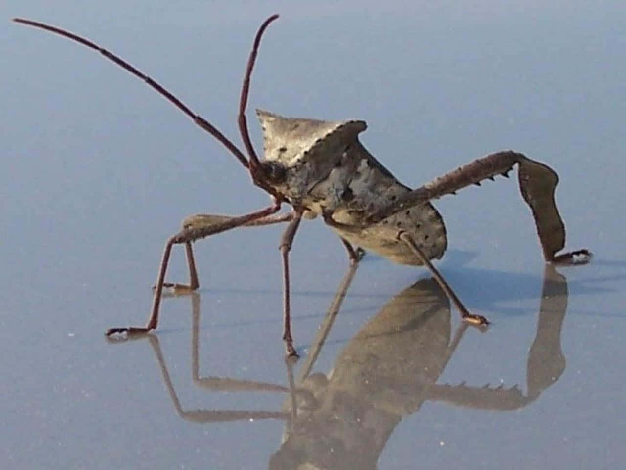 Leaffooted Bug Reflection Wallpaper