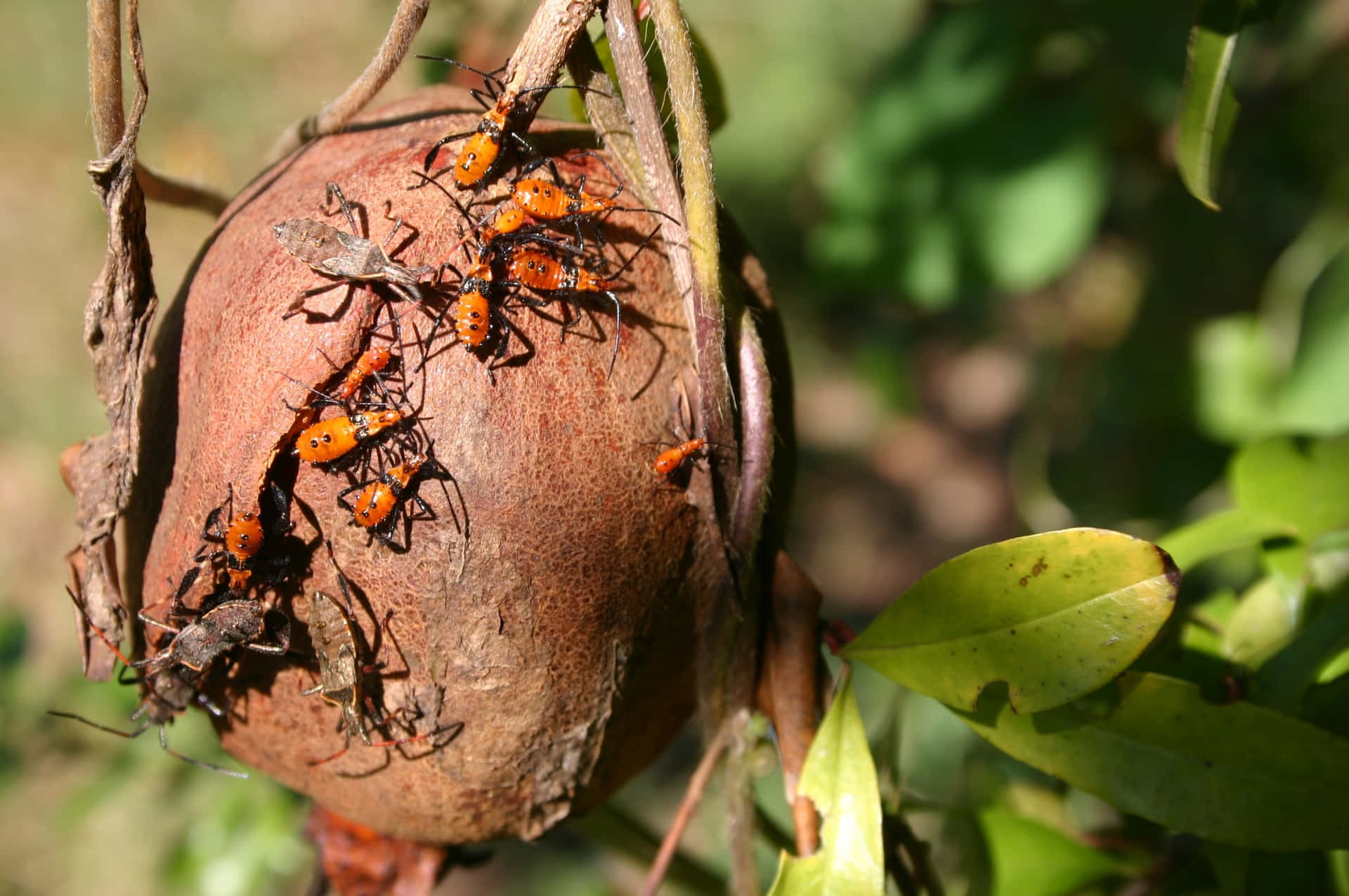 Leaffooted_ Bugs_on_ Fruit Wallpaper