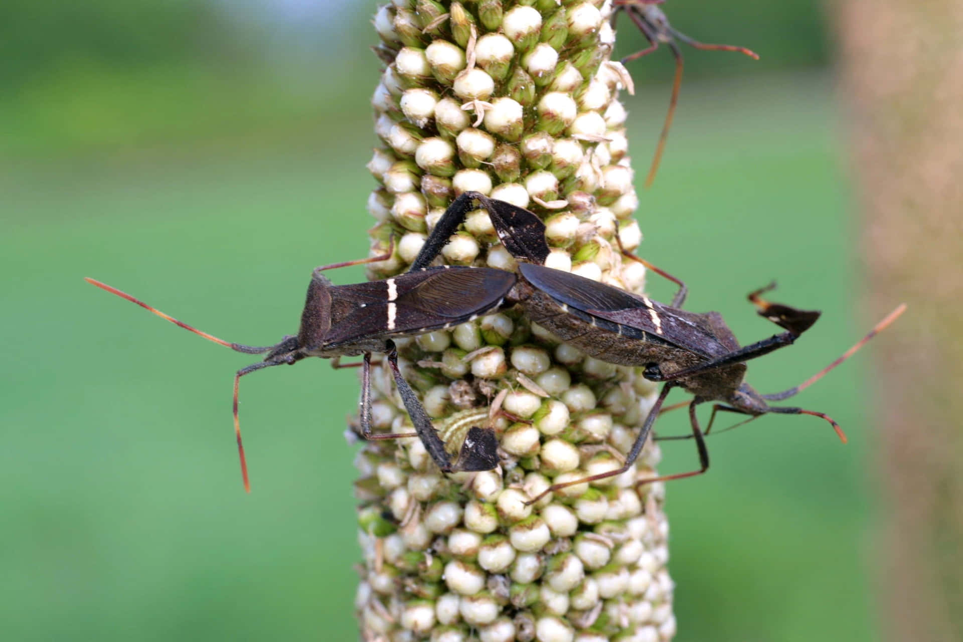 Leaffooted_ Bugs_ On_ Plant_ Stalk Wallpaper